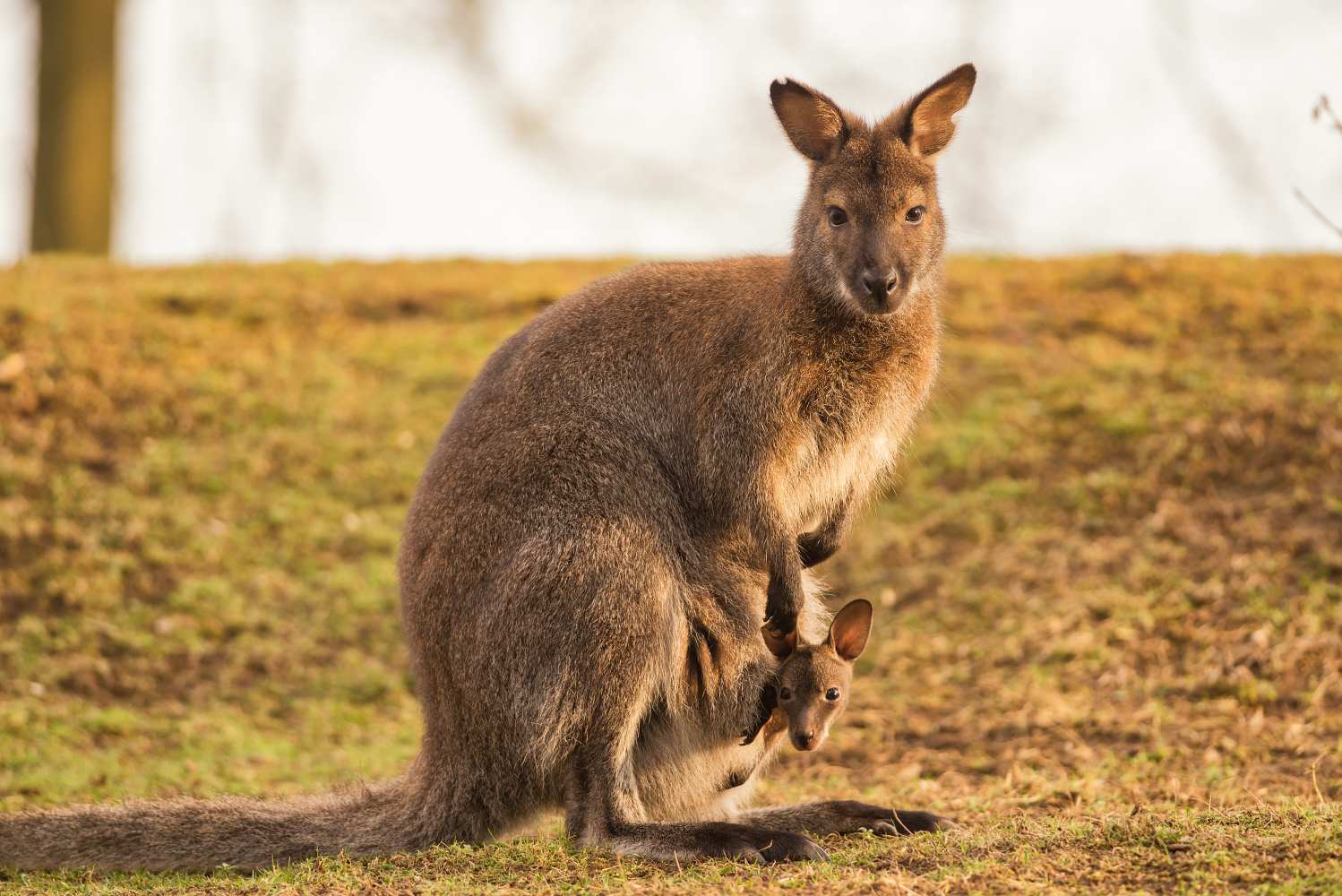 kangaroo