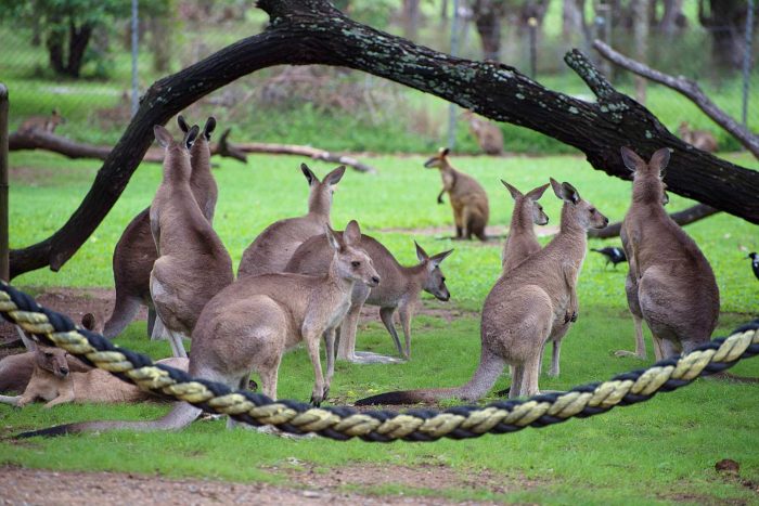 Taronga Zoo