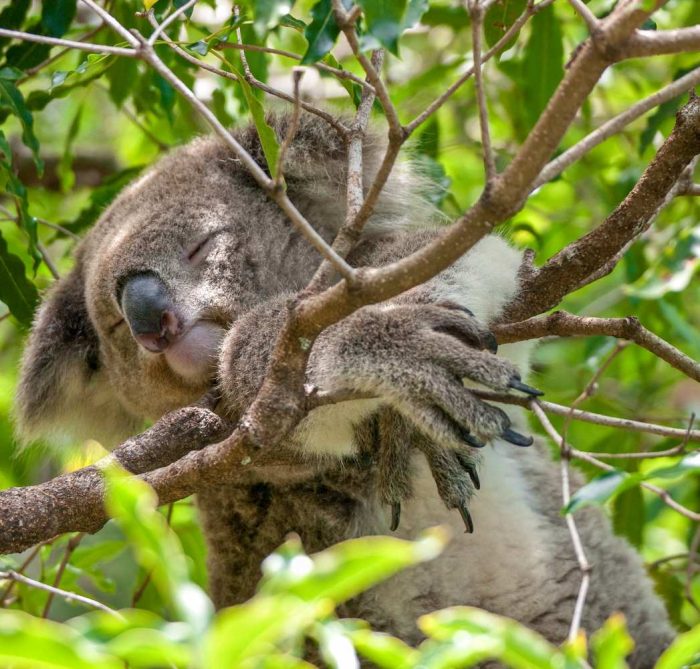 Taronga Zoo