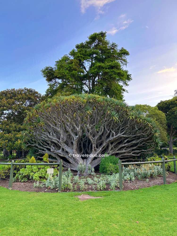 royal botanical garden sydney